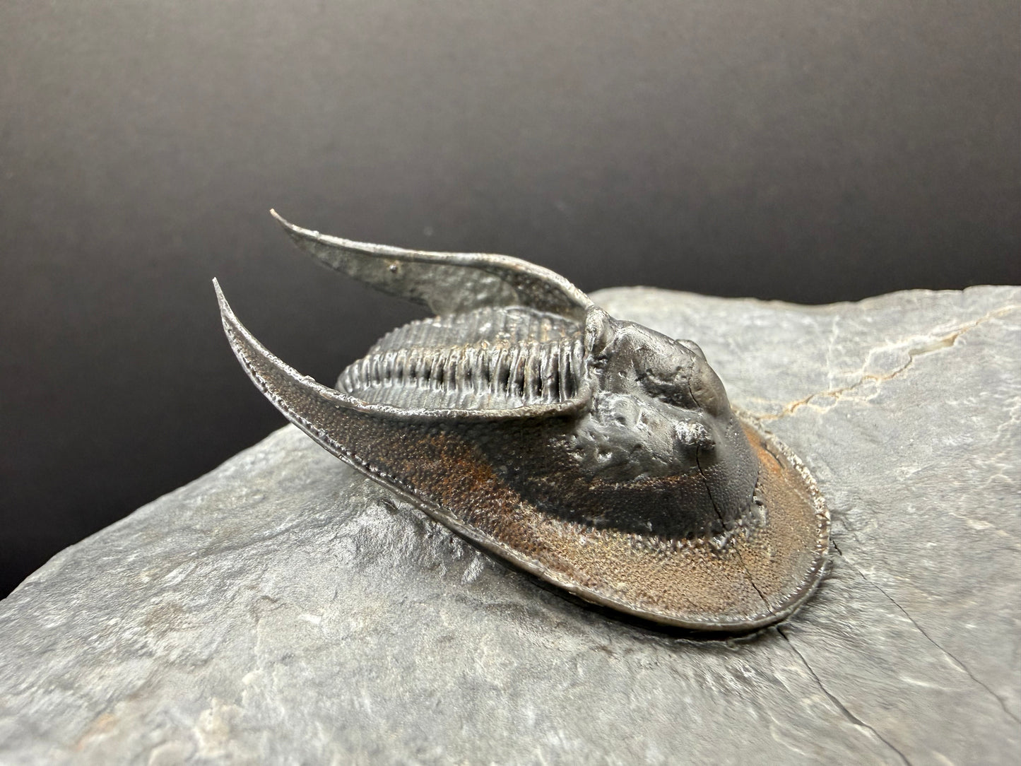 Harpes Trilobite
