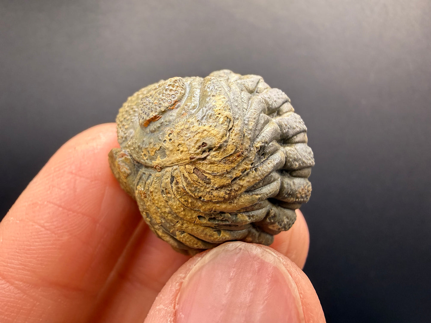 Enrolled Moroccops Trilobite
