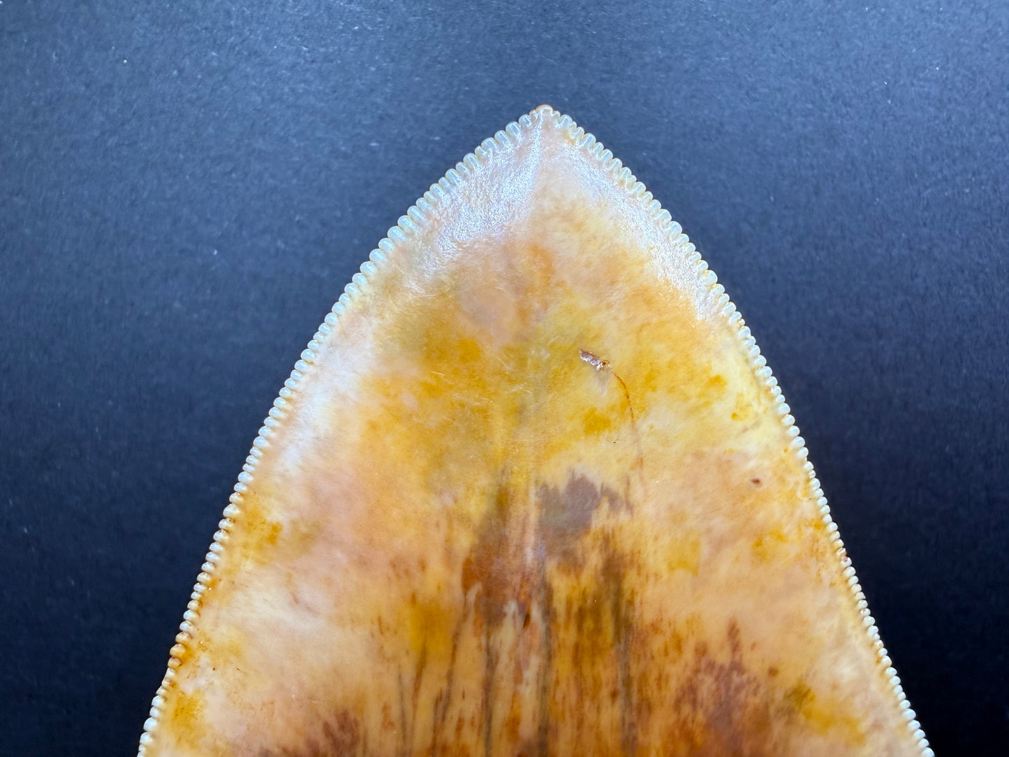 Megalodon Tooth