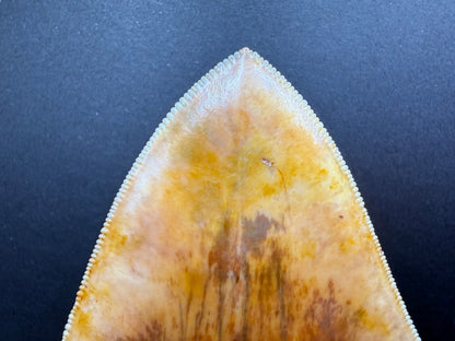 Megalodon Tooth