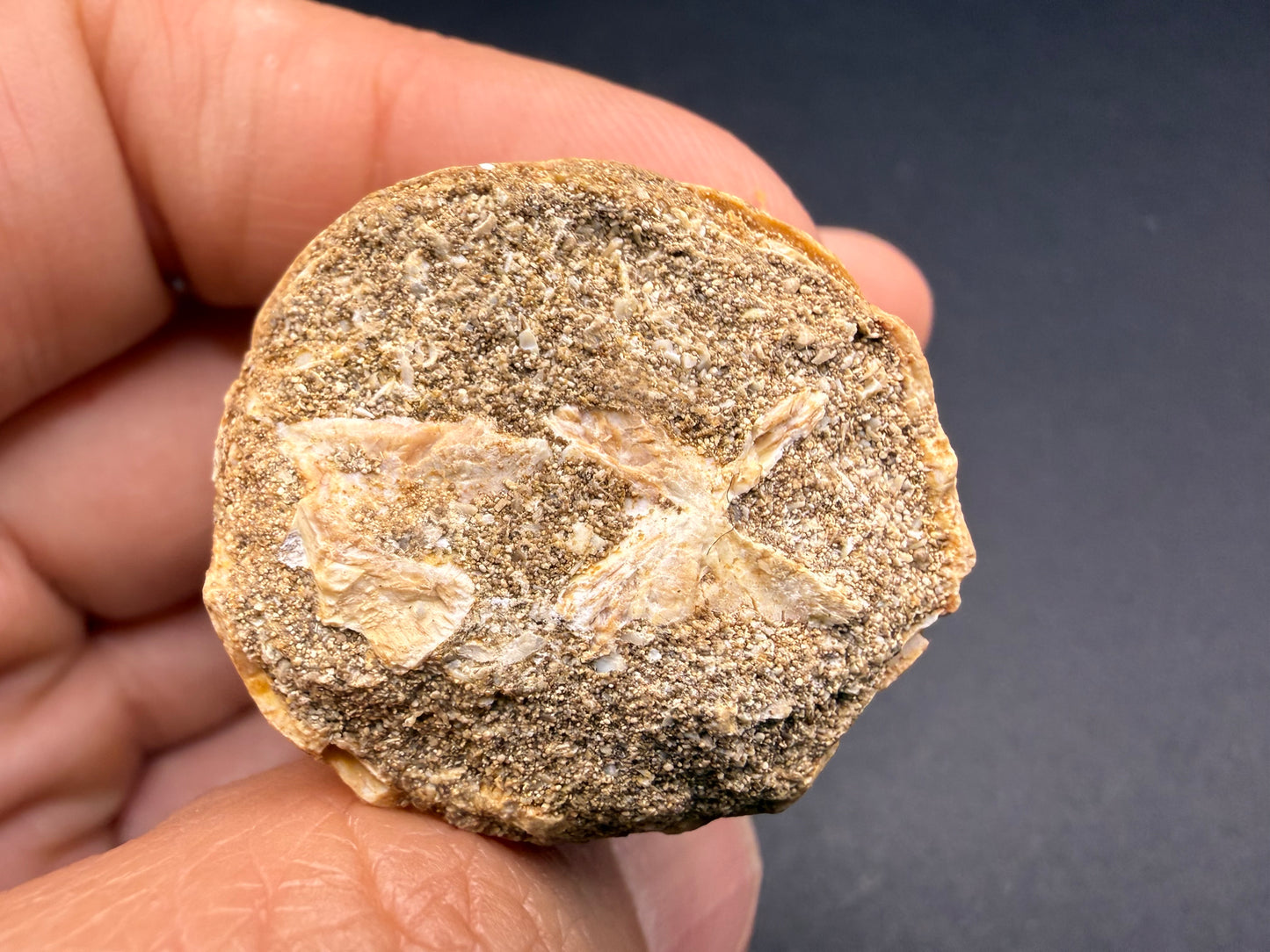Mosasaur Tooth
