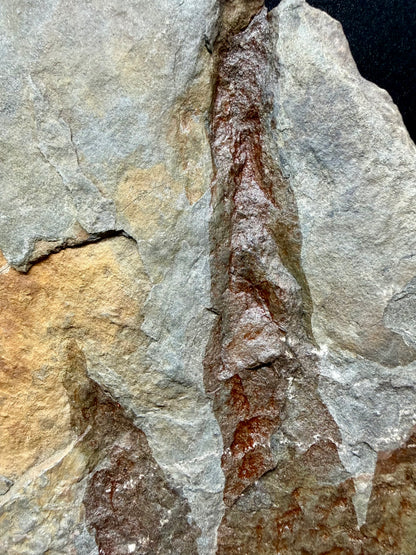 Dinosaur Trace