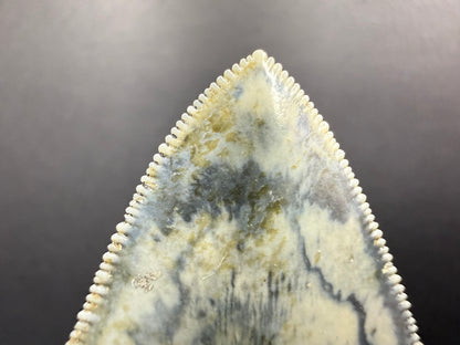 Megalodon Tooth