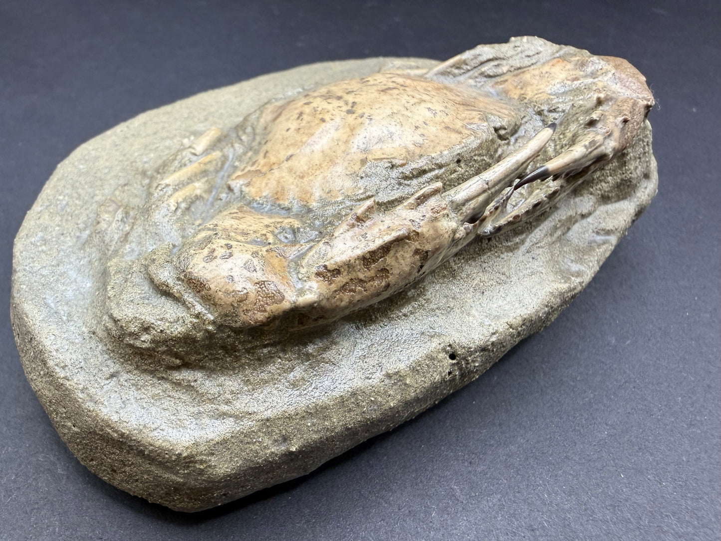 Charybdis Crab