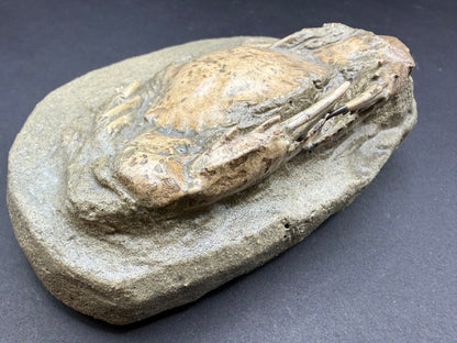Charybdis Crab