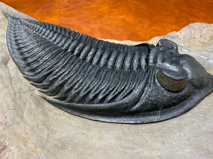 Zilchovaspis Trilobite
