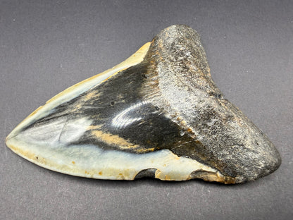 Megalodon Tooth