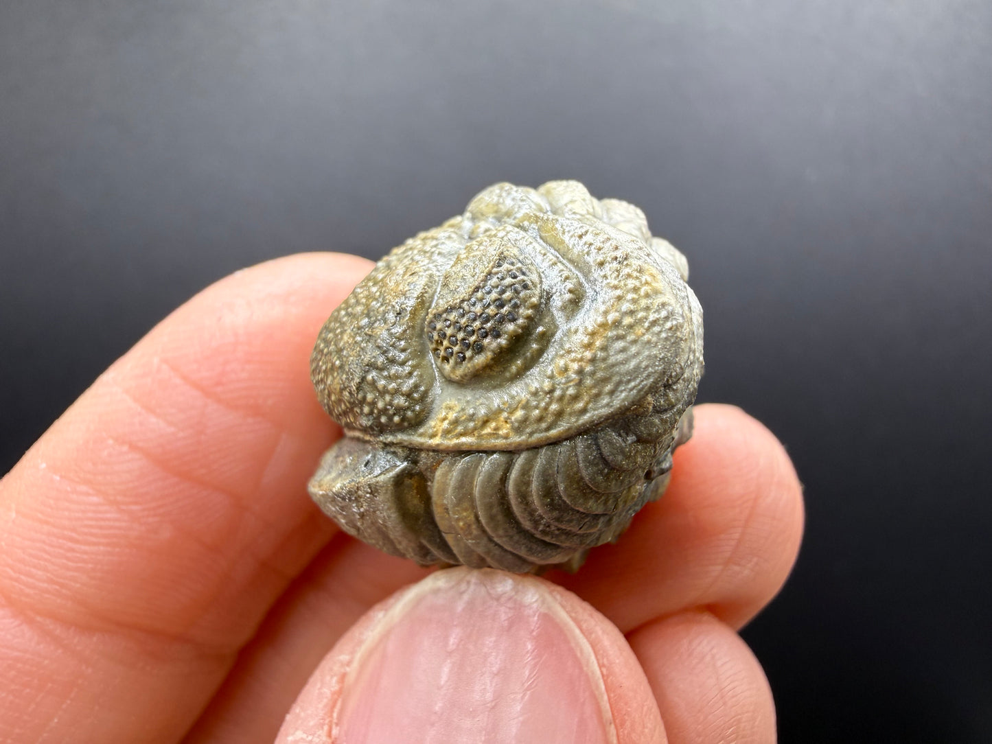 Enrolled Moroccops Trilobite