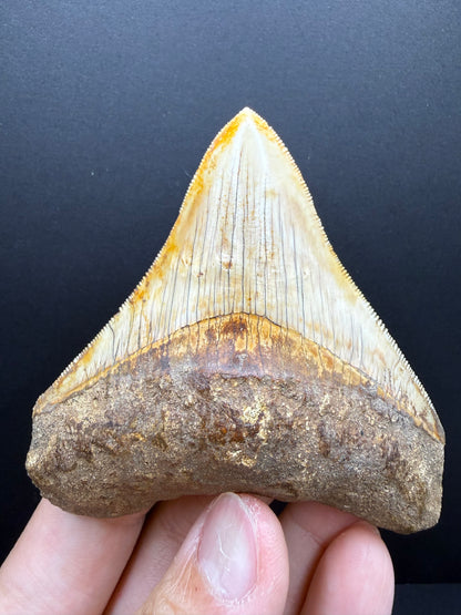 Megalodon Tooth