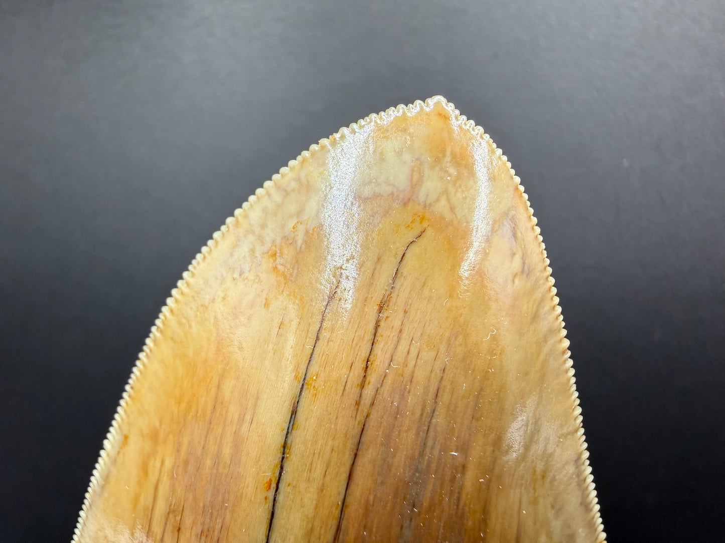Megalodon Tooth