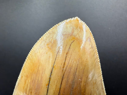 Megalodon Tooth