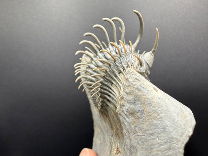 Comura Trilobite