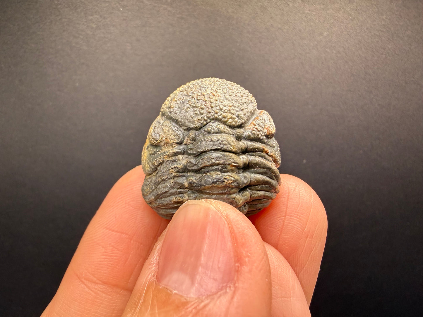 Enrolled Moroccops Trilobite