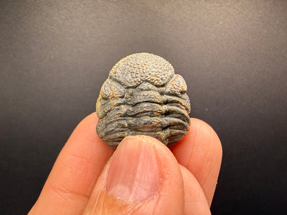 Enrolled Moroccops Trilobite