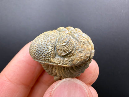 Enrolled Moroccops Trilobite