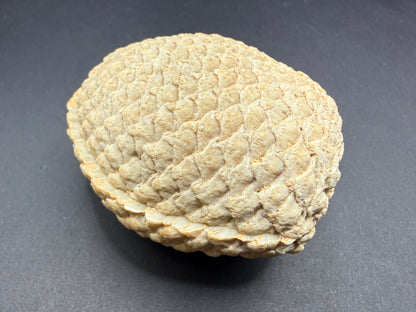 Araucaria Petrified Wood
