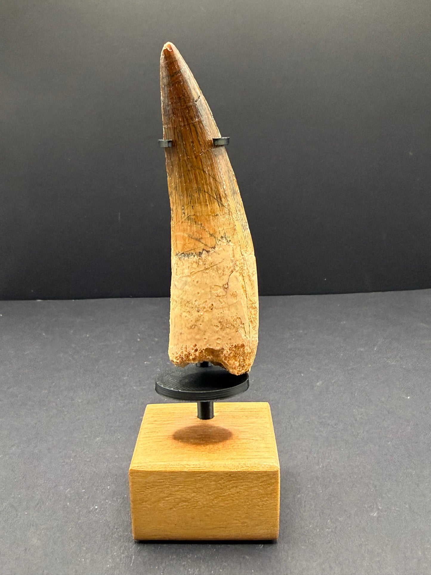 Spinosaurus Tooth