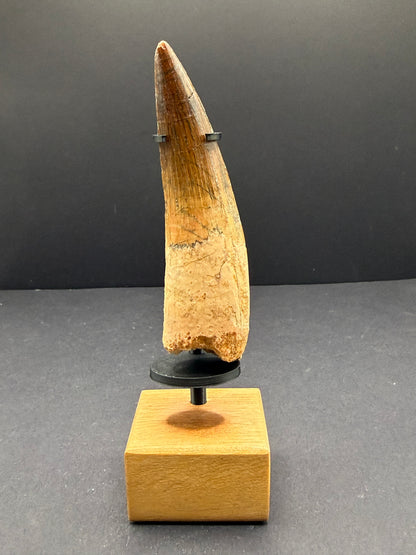Spinosaurus Tooth