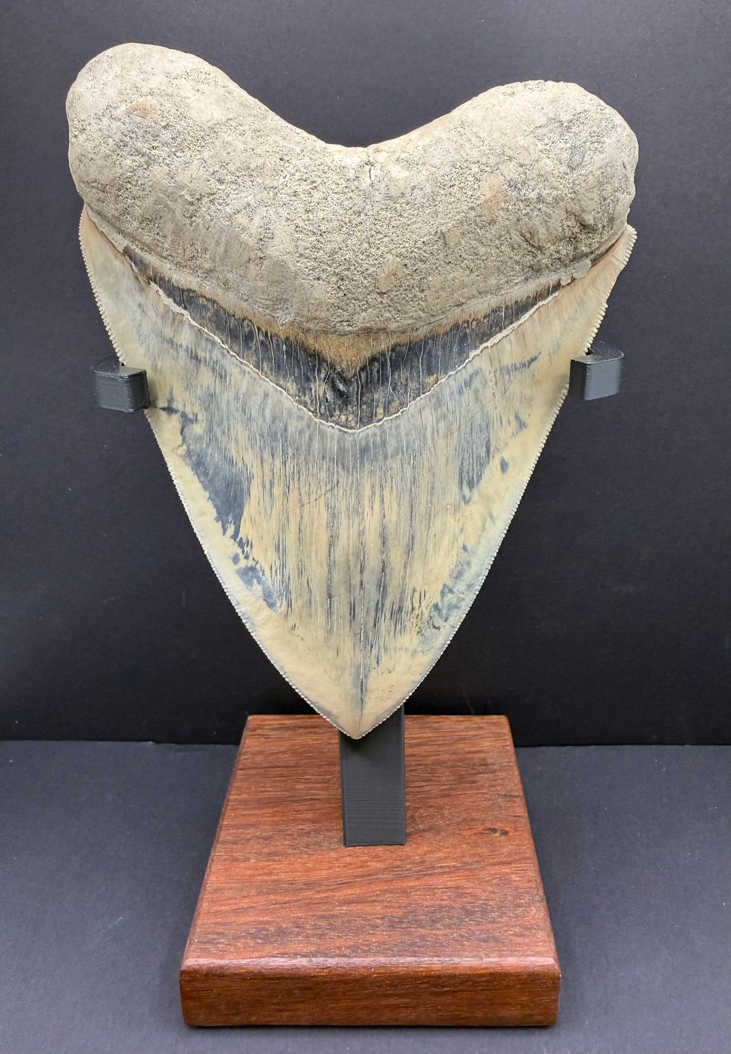 Megalodon Tooth
