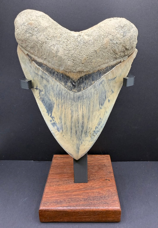 Megalodon Tooth