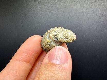 Enrolled Moroccops Trilobite
