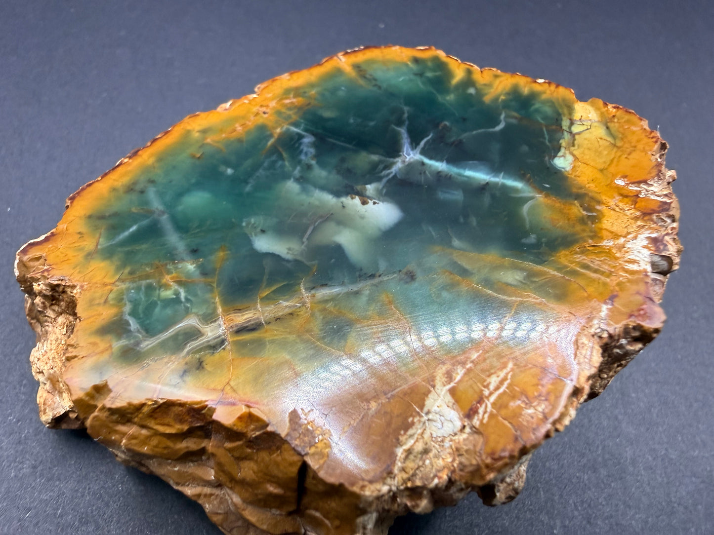 Woodworthia Petrified Wood