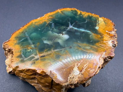Woodworthia Petrified Wood