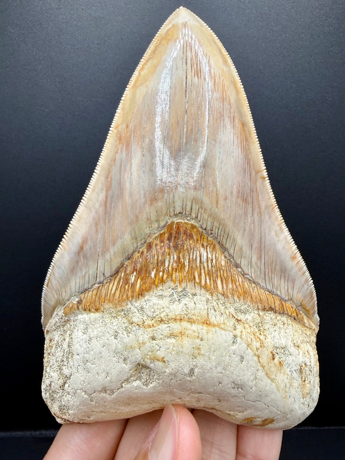 Megalodon Tooth