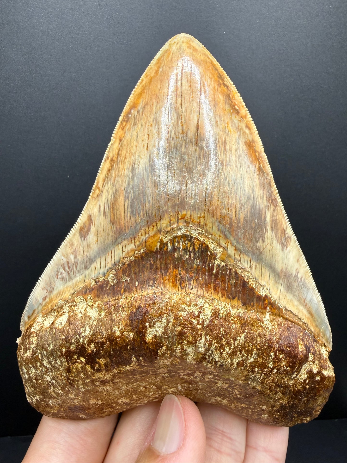 Megalodon Tooth