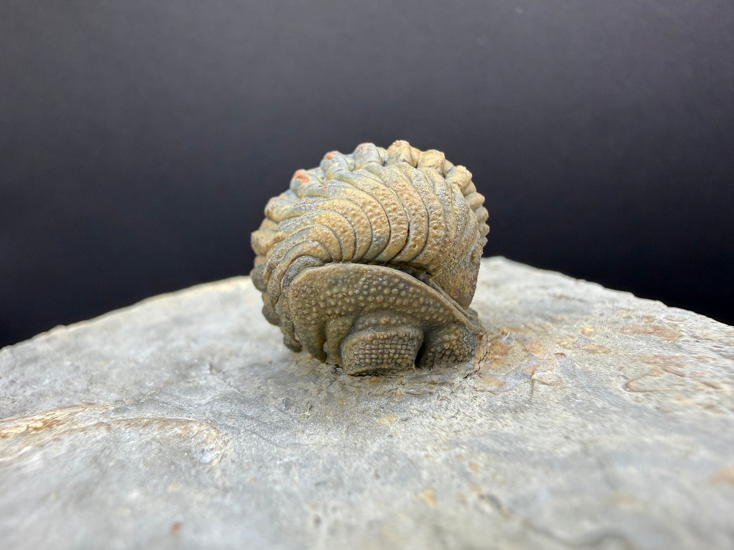 Enrolled Moroccops Trilobite