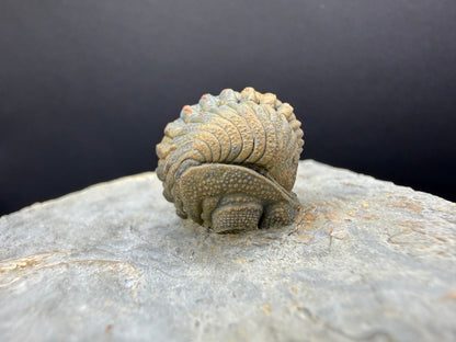 Enrolled Moroccops Trilobite