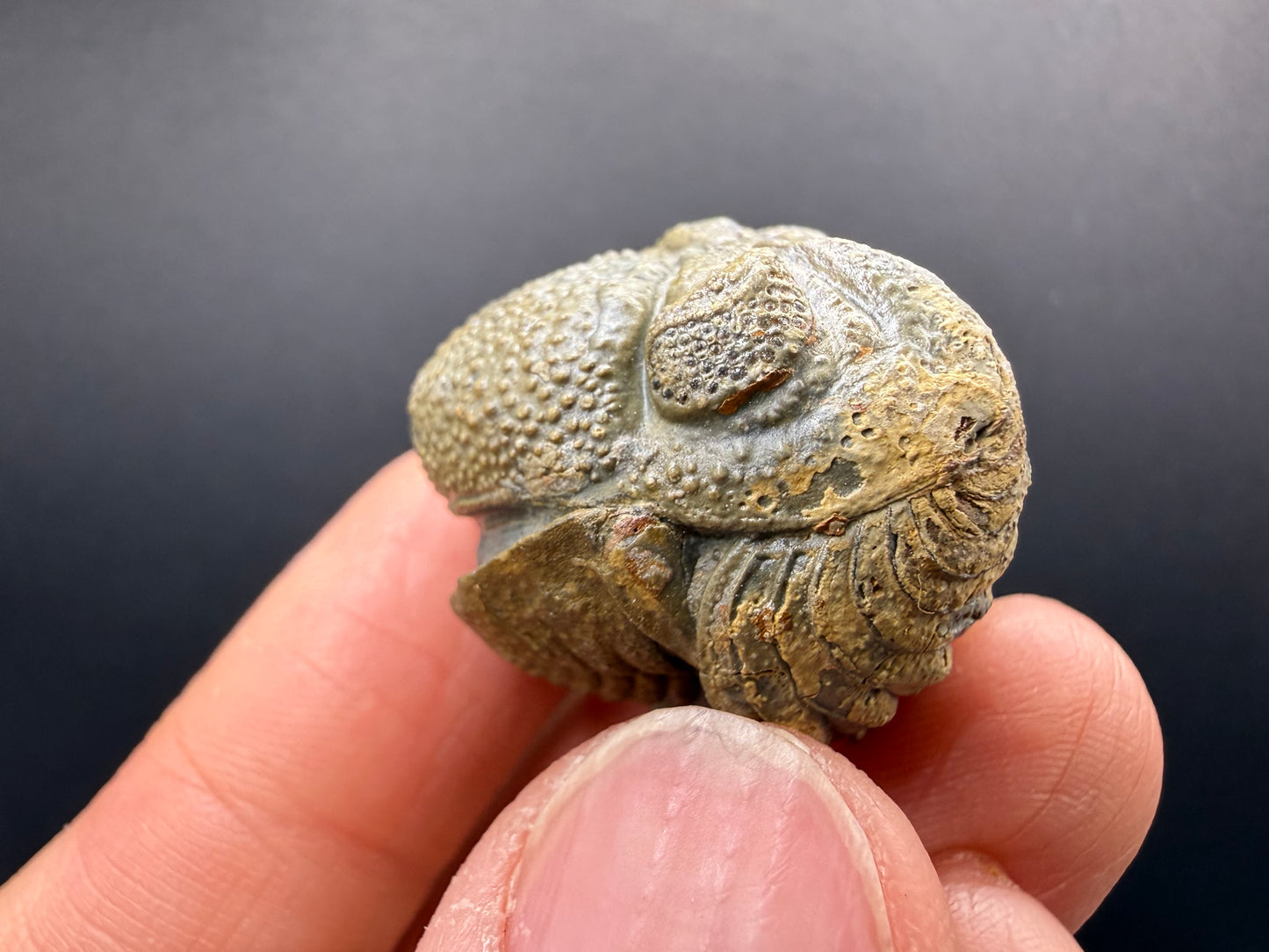 Enrolled Moroccops Trilobite