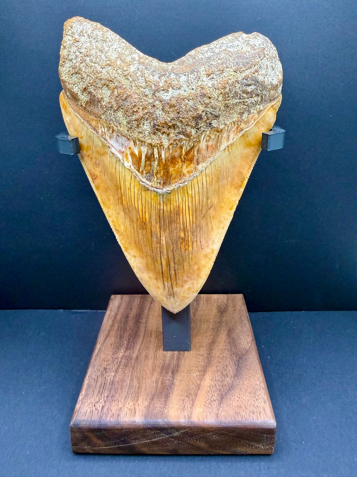 Megalodon Tooth