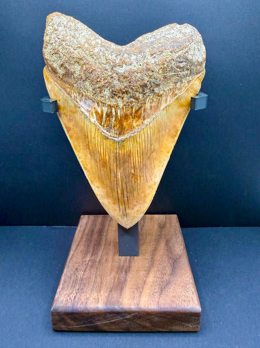 Megalodon Tooth
