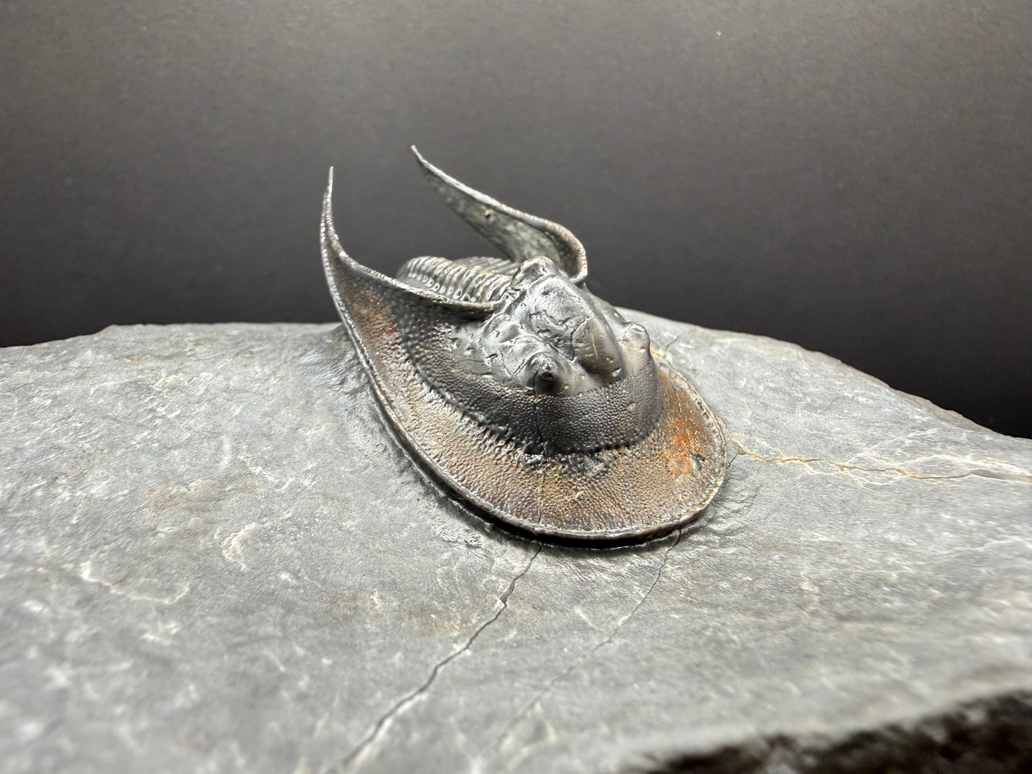 Harpes Trilobite
