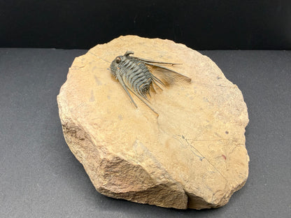 Kettneraspis Trilobite