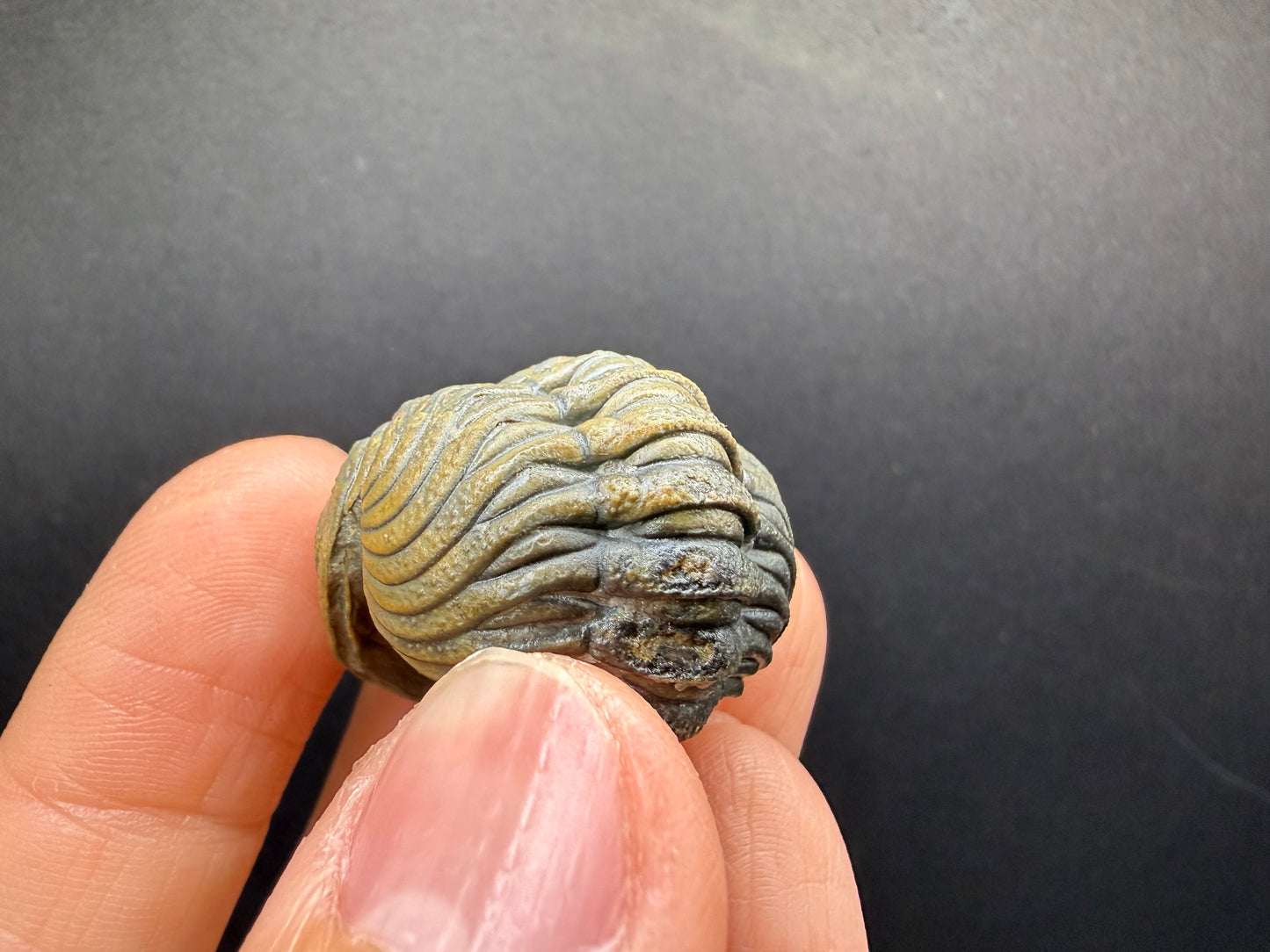 Enrolled Moroccops Trilobite