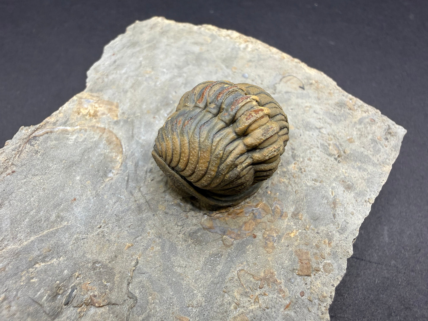 Enrolled Moroccops Trilobite