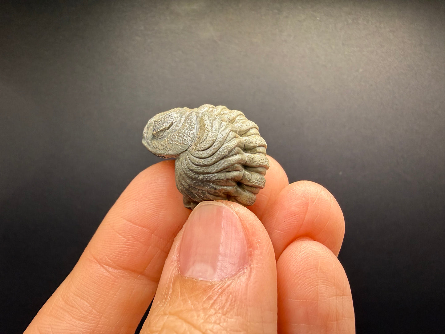 Enrolled Moroccops Trilobite
