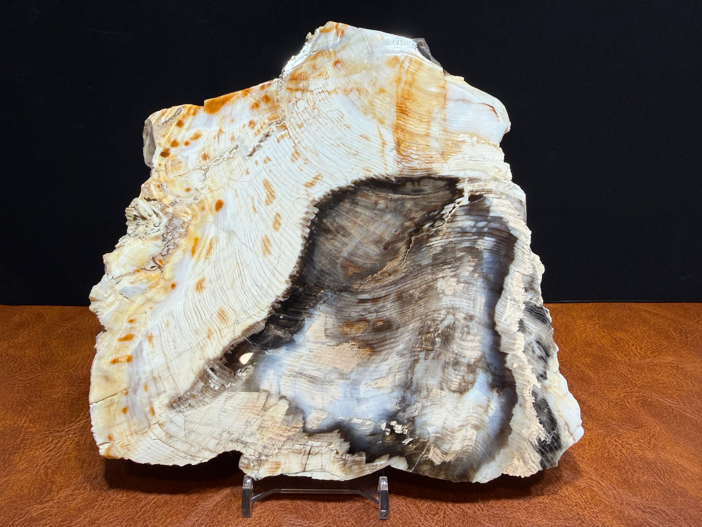 Cypress Petrified Wood