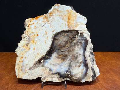 Cypress Petrified Wood