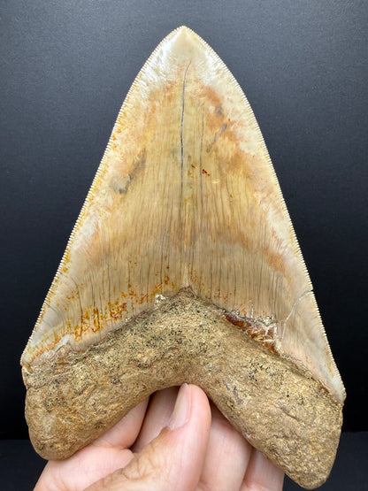 Megalodon Tooth