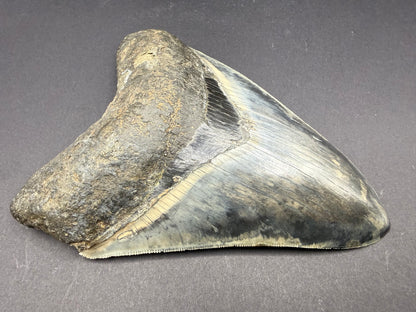 Megalodon Tooth