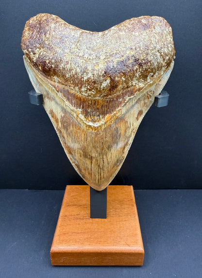 Megalodon Tooth