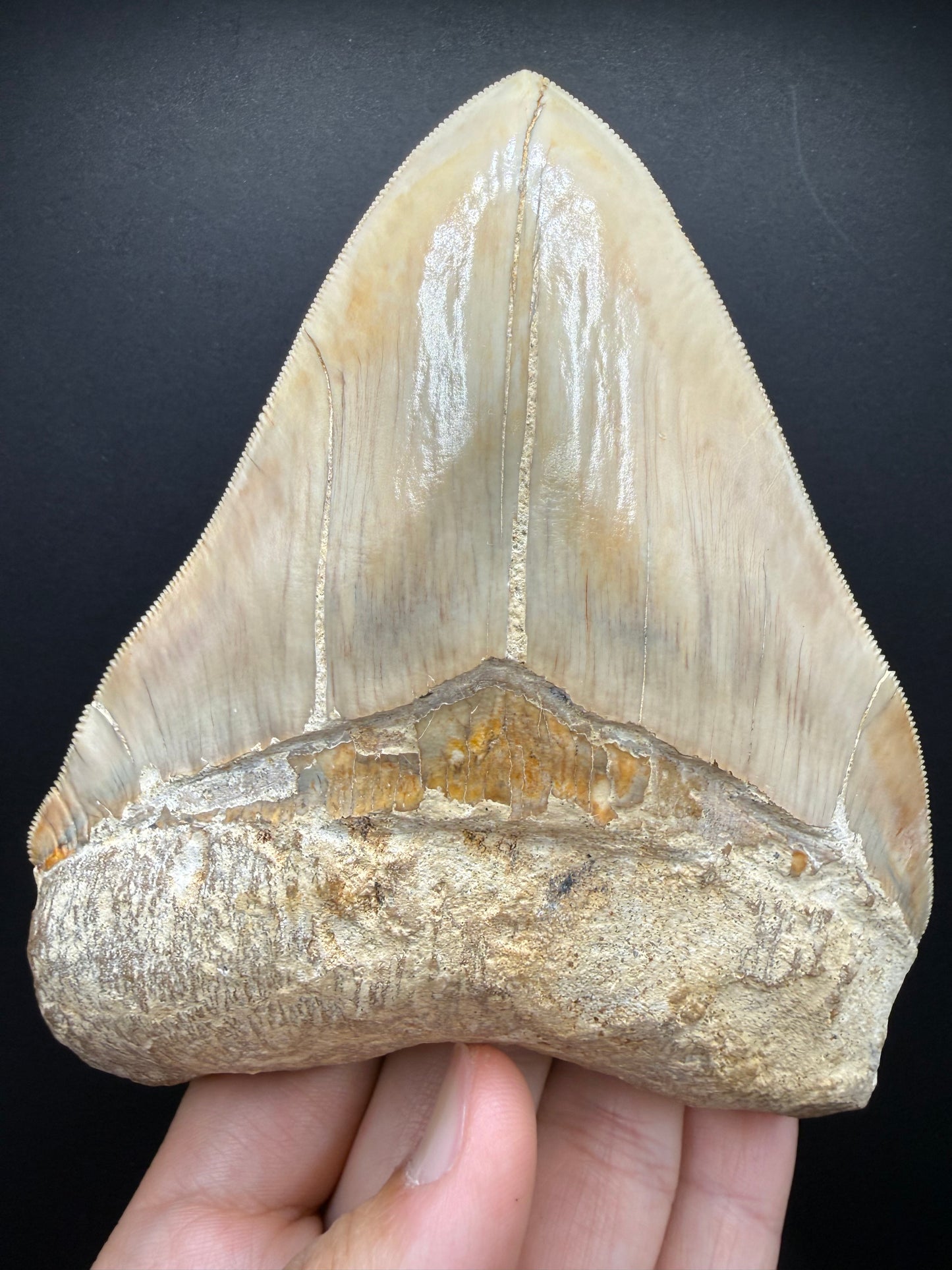 Megalodon Tooth