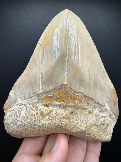 Megalodon Tooth