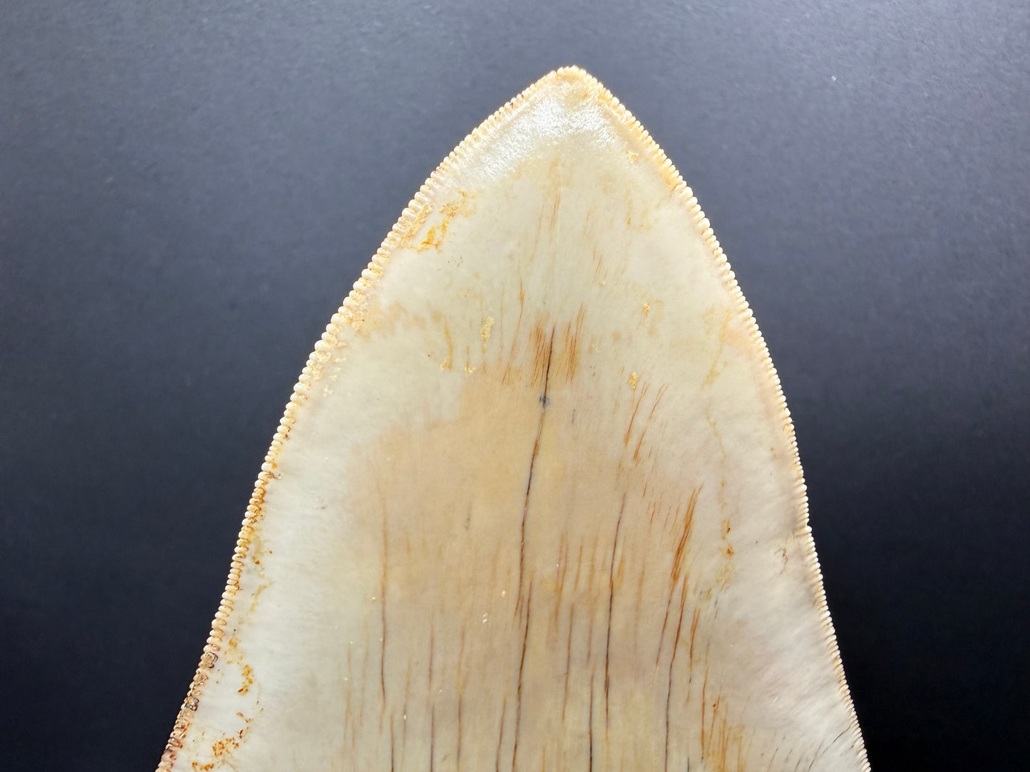 Megalodon Tooth