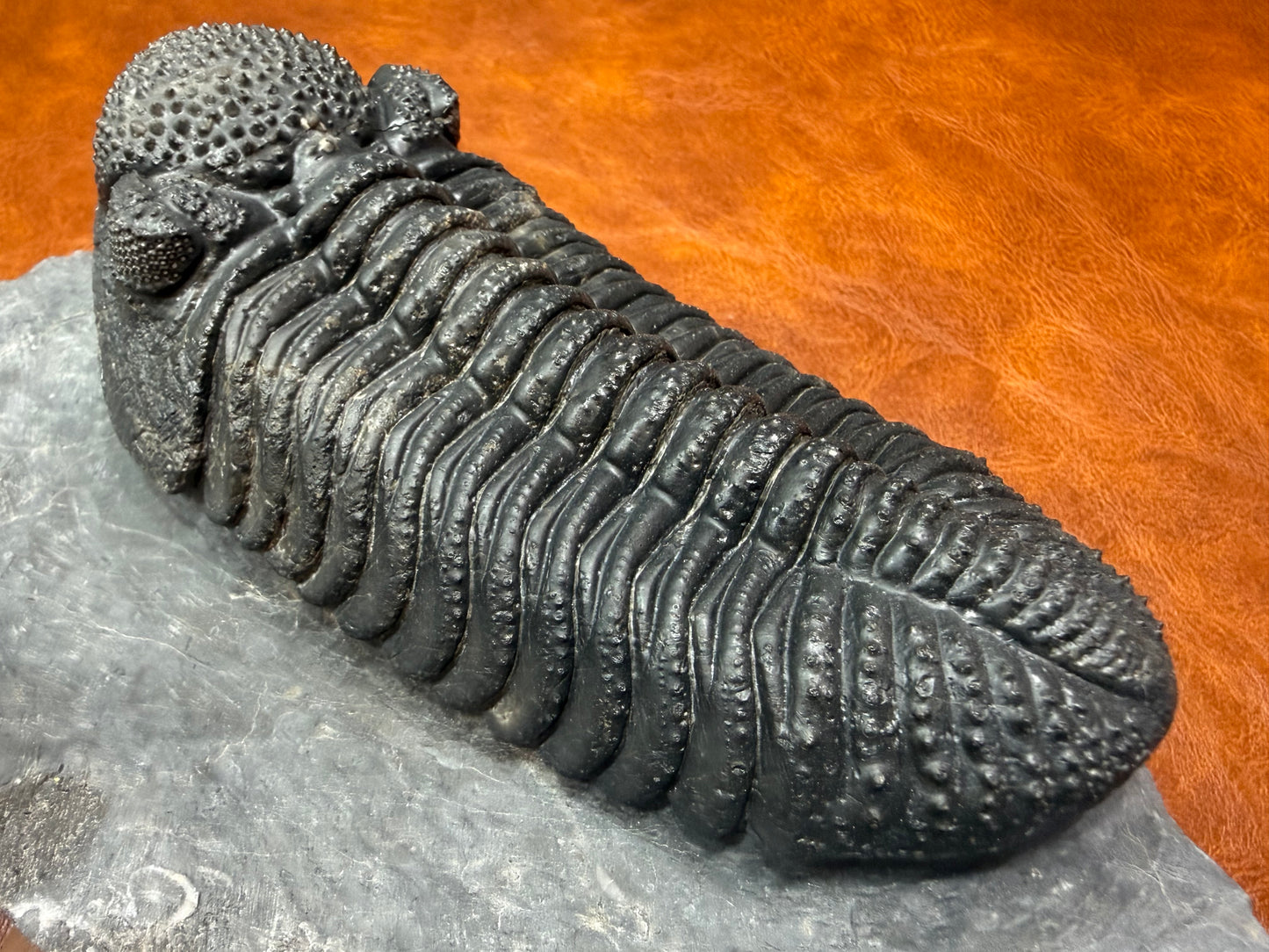 Drotops Trilobite