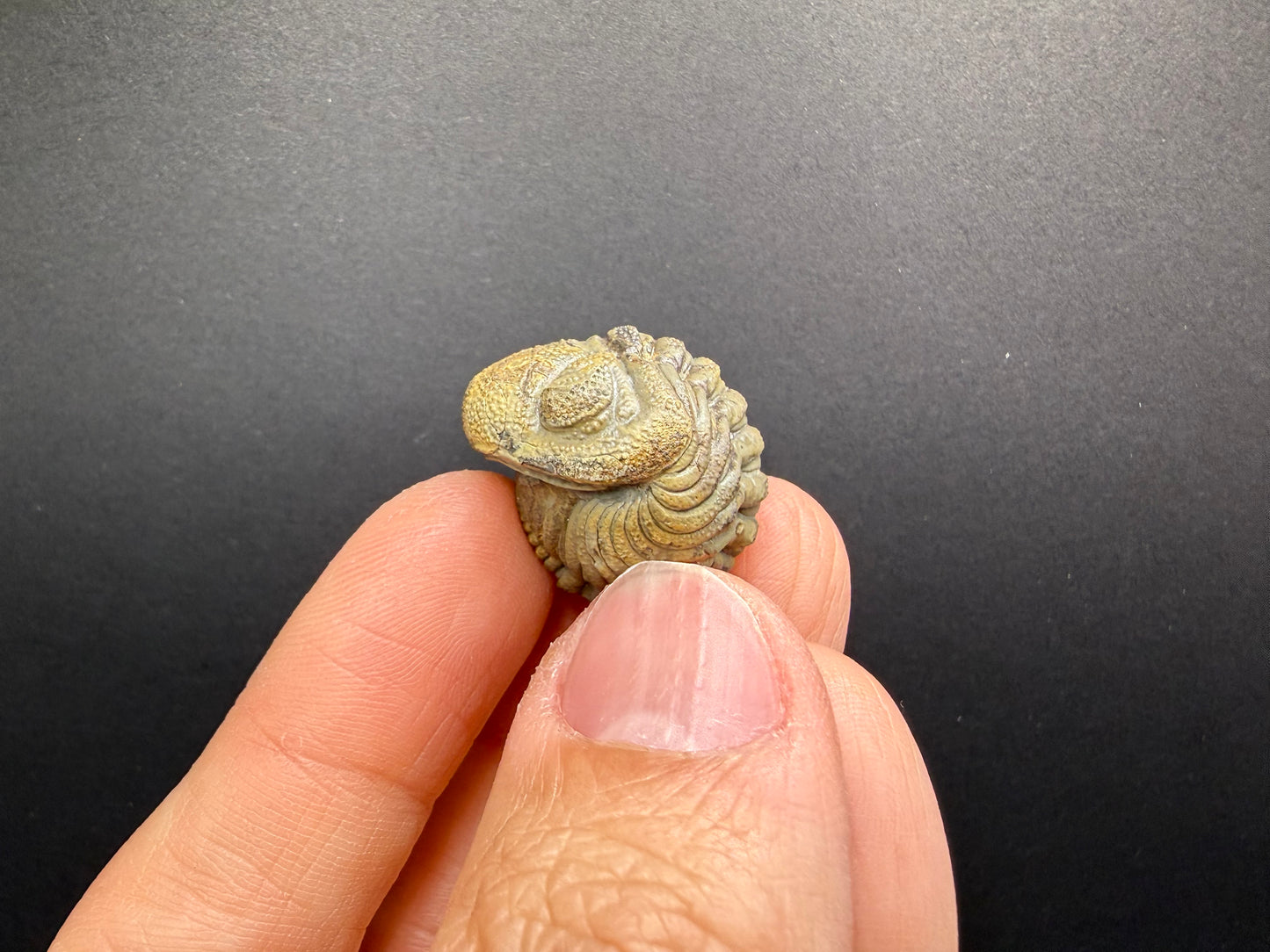 Enrolled Moroccops Trilobite