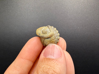 Enrolled Moroccops Trilobite